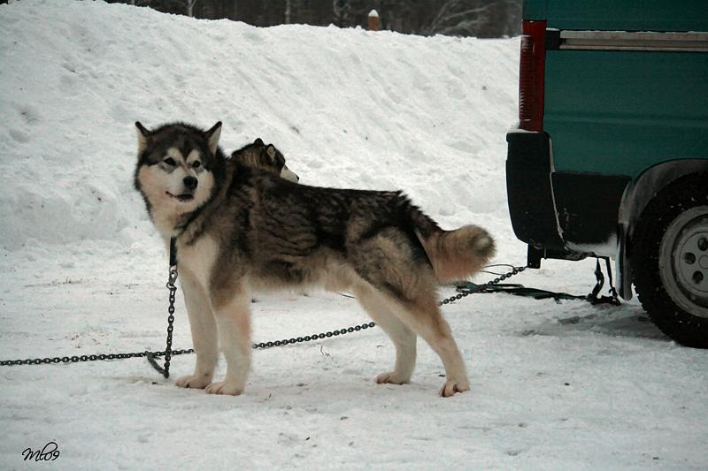 IMG_8986.jpg - Aatos tammikuu 2009