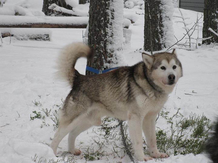 ApolloJoulu08_002.jpg - Apollo mökillä Jouluna08 / Apollo at our cottage in Christmas 08