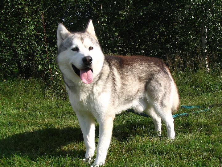 Apolloelo-07010.jpg - Elokuu 2007 / Autumn 2007