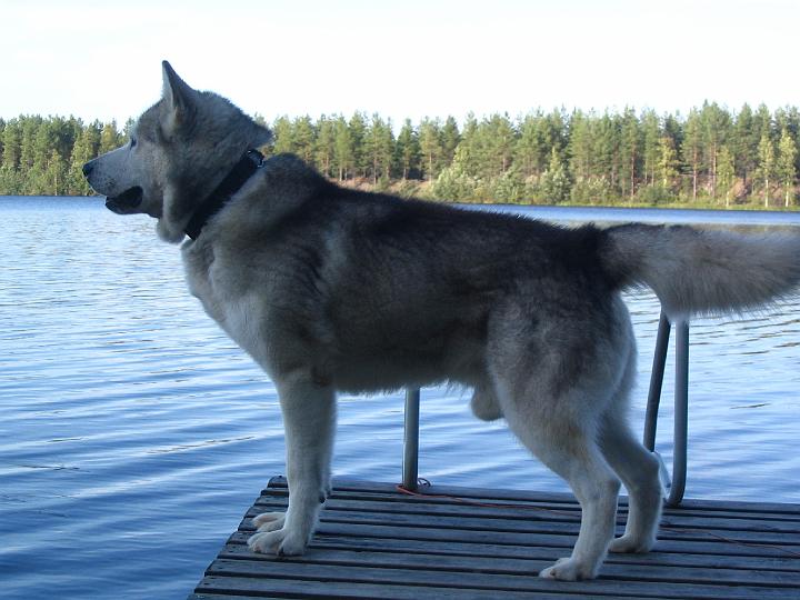 Apolloelo-07012.jpg - Apollo elokuussa 2007 / Apollo in Autumn 2007