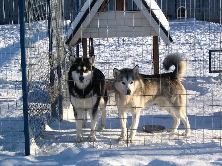 apollo_vanha2.jpg - Viiru & Apollo 2005