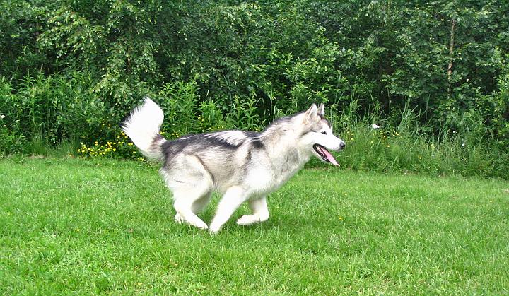 Awaheinak-08_029.jpg - Awa kesällä 2008 / Awa at summer 2008