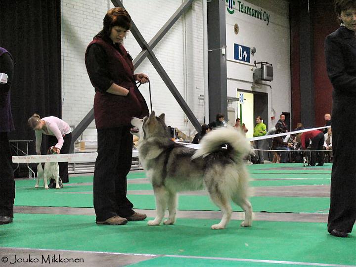 Awajyvaskyla-07.jpg - Awa Jyväskylän KV-näyttelyssä / Awa in Jyväskylä INT Dog Show