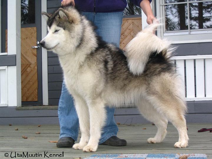 Awakesakuu-07-019.jpg - Awa kesäkuu 2007 / Awa June 2007