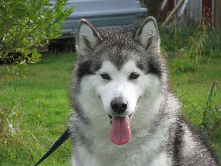 Awanpentu019.jpg - Awa ennen synnytystä / Awa just before giving birth to her first litter