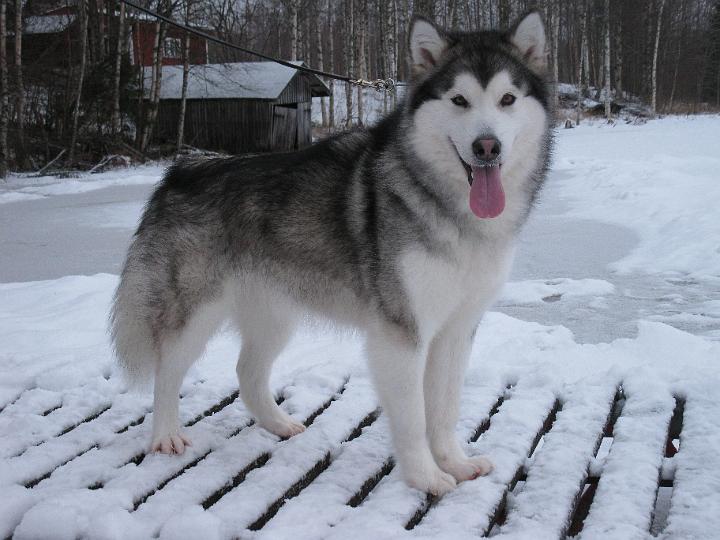 Awatalvi08_036.jpg - Awa talvella 2008 / Awa at winter 2008