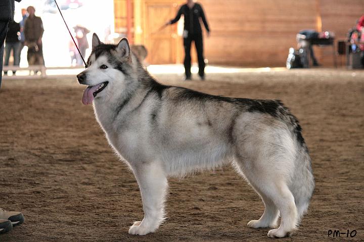 IMG_8953.JPG - Awa erikoisnäyttelyssä 11.4.2010 / Awa at Finnish Alaskan malamute specialty 11.4.2010