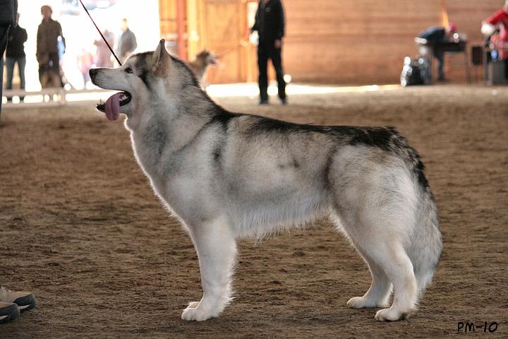 IMG_8955.JPG - Awa erikoisnäyttelyssä 11.4.2010 / Awa at Finnish Alaskan malamute specialty 11.4.2010