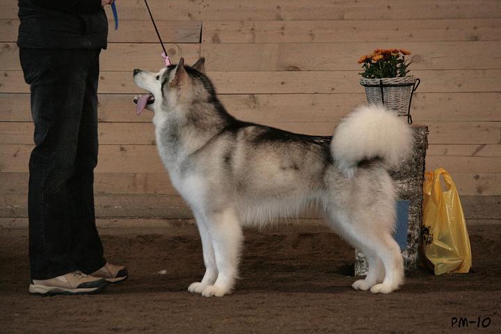 IMG_9010.JPG - Awa erikoisnäyttelyssä 11.4.2010 / Awa at Finnish Alaskan malamute specialty 11.4.2010