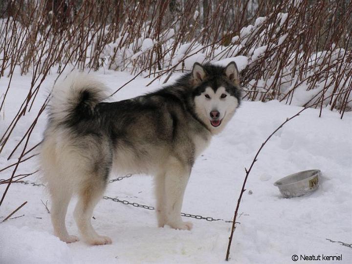 JonguAwa.jpg - Awa Jongunverran kisavarikolla / Awa at "pit stop" in Jongunverran race