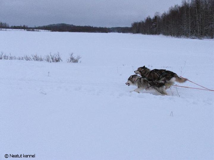 JonguAwaRepe27.1.08.jpg01.jpg - Awa ja Repe vauhdissa / Awa and Repe speeding