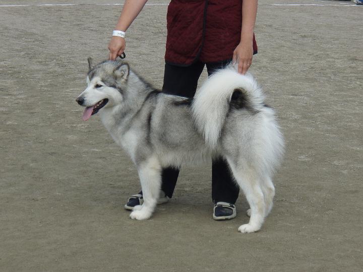 P8020753.JPG - Awa Kuopion KV-näyttelyssä 2.-3.8.08 / Awa in Kuopio INT Show 2.-3.8.08