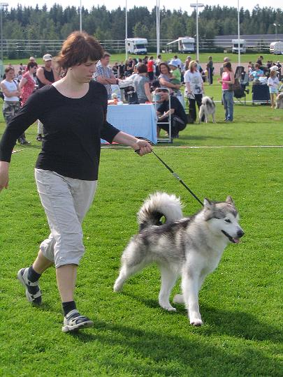 YlivieskaKV7-08_008.jpg - Awa Ylivieskan KV-näyttelyssä 20.7.08 / Awa at Ylivieska INT Dog Show
