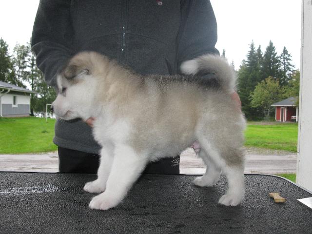 IMG_0407.JPG - Utamuutin Nigaq, 4 weeks