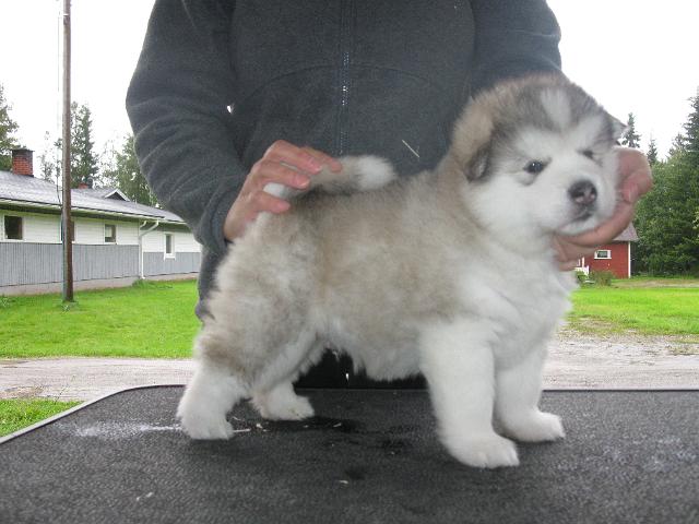 IMG_0440.JPG - Utamuutin Nerromiktok, 4 weeks