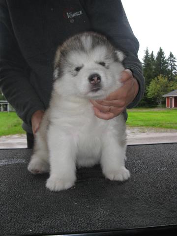 IMG_0447.JPG - Utamuutin Nerromiktok, 4 weeks