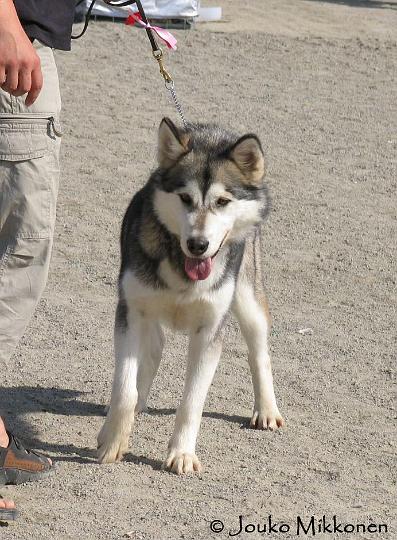 07_Laikkucopy.jpg - Laikku Kuopion näyttelyssä 5.8.07 / Laikku in Kuopio Dog Show 5.8.07