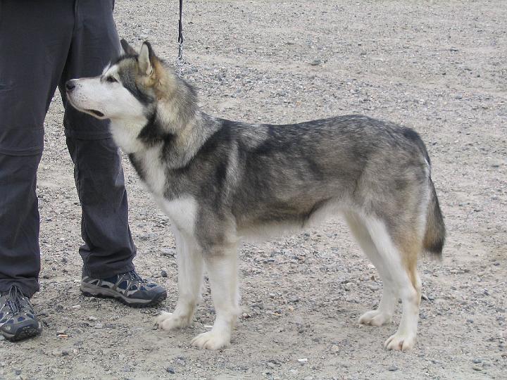 139_3902.JPG - Laikku Rovaniemen näyttelyssä / Laikku at Rovaniemi Dog Show