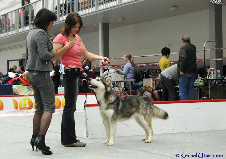 Laikku2-copy.jpg - Laikku Oulun KV-näyttelyssä / Laikku in Oulu International Dog Show
