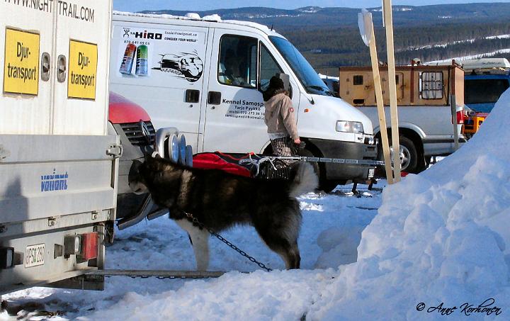 Picture156-valmis.jpg - Cougar WSA World Championship-08 kisoissa Åsarnassa Ruotsissa / Cougar at WSA World Championship - 08 race at Åsarna, Sweden