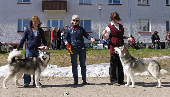 Ristijarvi_ROP_VSP.jpg - Ristijärvi 16.5.2009 Laikku ERI/1, PN1, VSP, SERTI ja FI MVA / Ristijärvi Show 16.5.2009 Laikku EXC/1, Bb1, BOS, CAC and FI CH