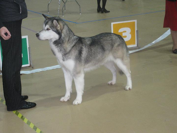 Seinajoki-09_018.jpg - Laikku Seinäjoki KV: ROP, CACIB / Laikku Seinäjoki INT: BOB, CACIB