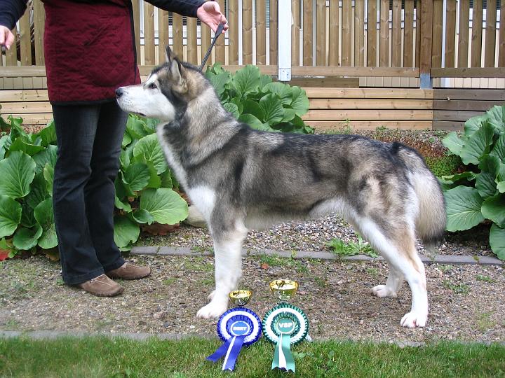 Ypparielo-08_011.jpg - Laikku KÄY ERI/1,PN1,VSP,SERT Yppärin näyttely / Laikku Working Class EXC/1, Best Bitch 1, BOS, CAC at Yppäri Dog Show