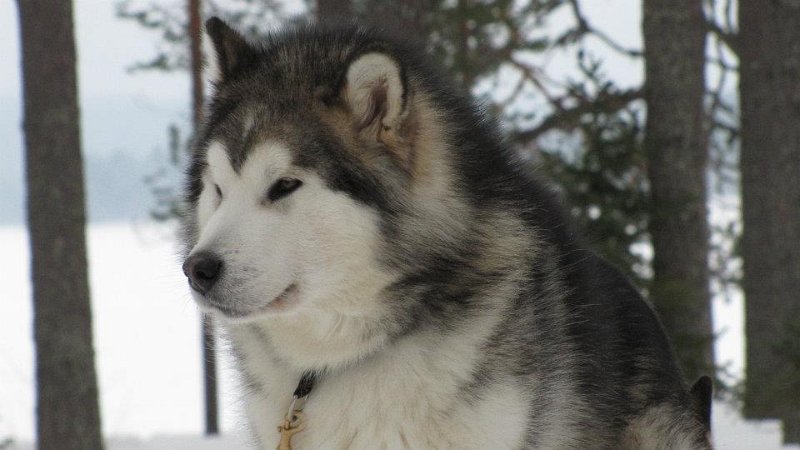 nero0312.jpg - Nero maaliskuussa 2012 / At March 2012