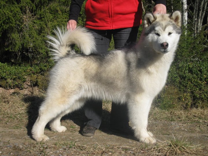 nero9kk.jpg - Nero 9 kk / 9 months