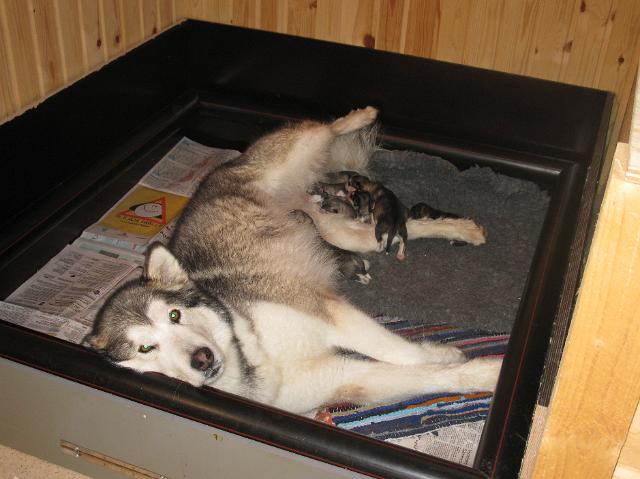 Annanpennut038.JPG - 5.5.2010