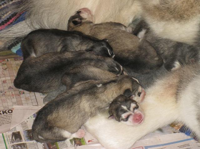 Annanpennut061.JPG - 5.5.2010