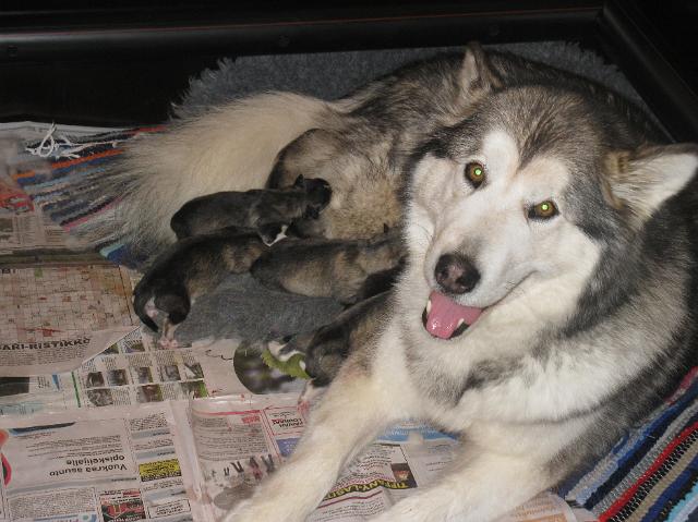 Annanpennut073.JPG - 5.5.2010