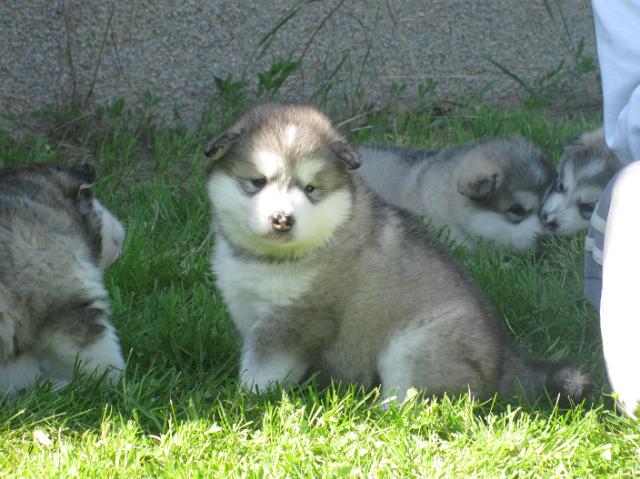 Halikarnassos.JPG - Halikarnassos