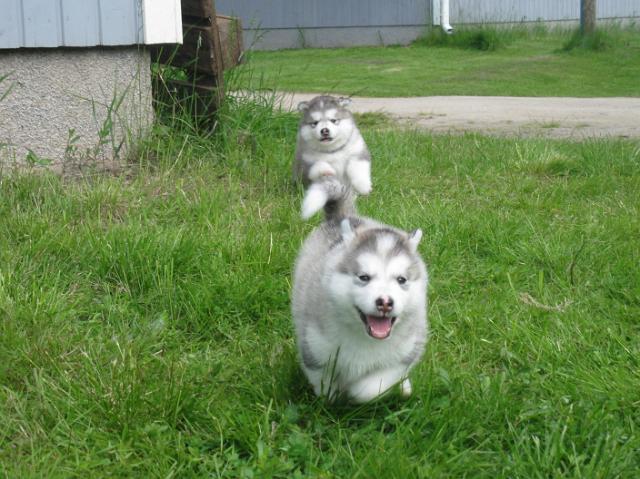 IMG_7803.JPG - 5 weeks