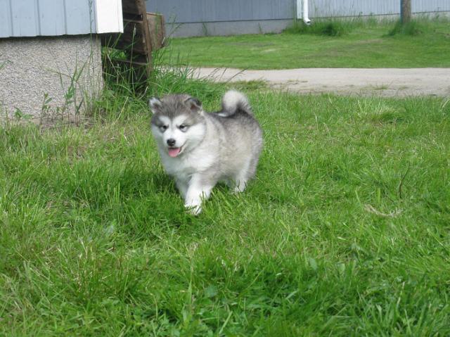 IMG_7804.JPG - 5 weeks