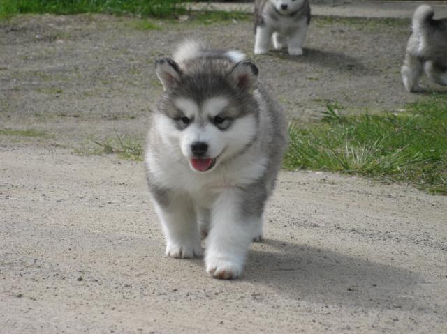 IMG_7809.JPG - 5 weeks