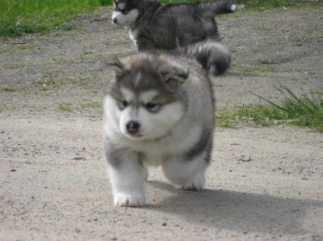 IMG_7811.JPG - 5 weeks