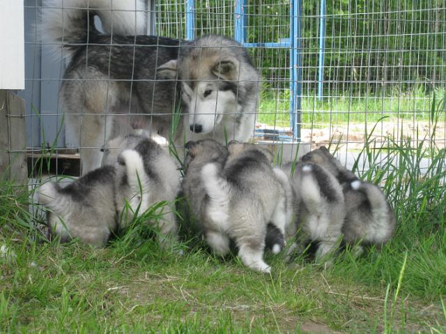 IMG_7819.JPG - 5 weeks