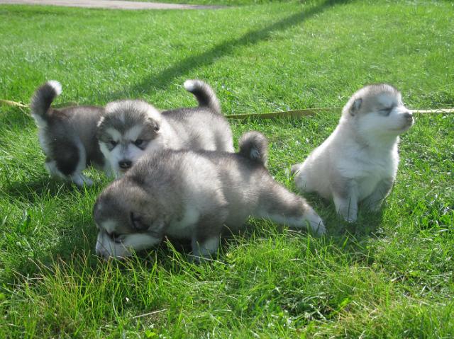 PennutPups26.5.103vkweeks002.JPG - 3 weeks