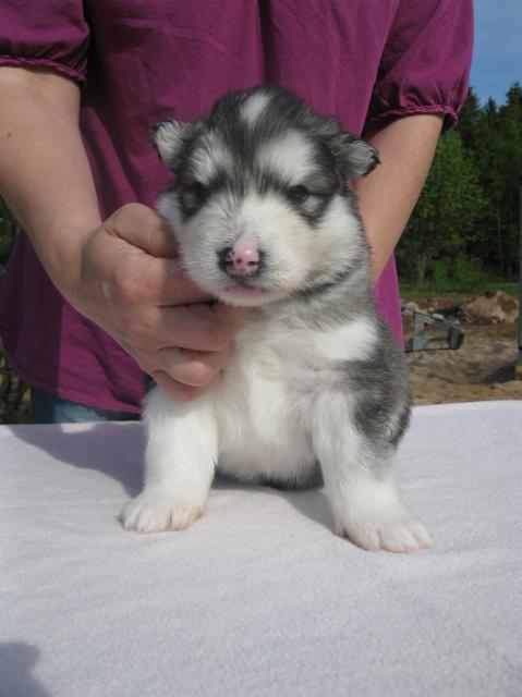 UtamuutinFaros3vk(2).JPG - Faros 3 weeks