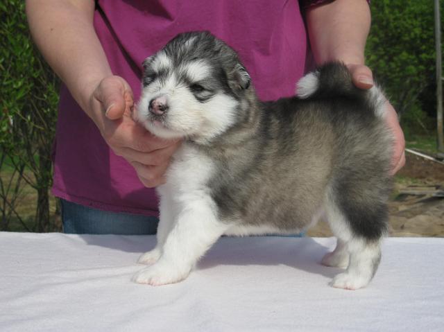 UtamuutinOlympi3vk.JPG - Olympia 3 weeks