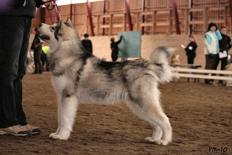 IMG_8073.JPG - Karo alaskanmalamuuttien erikoisnäyttelyssä 11.4.2010 / Karo at Finnish Alaskan malamute specialty 11.4.2010