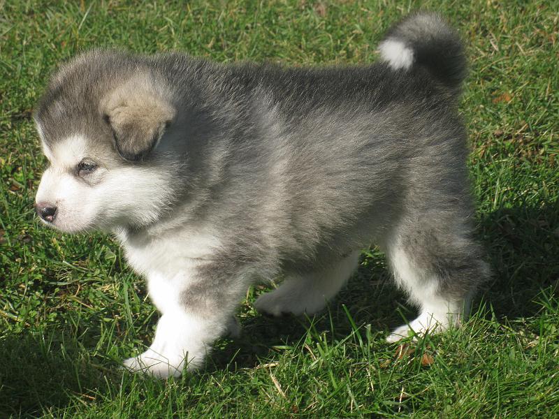 Karo5vko_3.jpg - Karo 5 viikkoa / 5 weeks