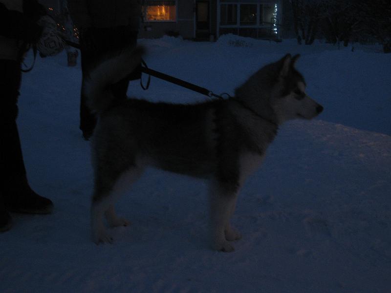 Karo7.2.2010_2.JPG - Karo 7.2.2010