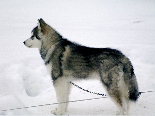 _2270019.jpg - Karo helmikuussa 2010 / Karo at February 2010 Photo: Virpi Salminen