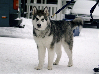 _2270041.jpg - Karo helmikuussa 2010 / Karo at February 2010 Photo: Virpi Salminen