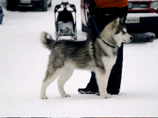 _2270066.jpg - Karo helmikuussa 2010 / Karo at February 2010 Photo: Virpi Salminen