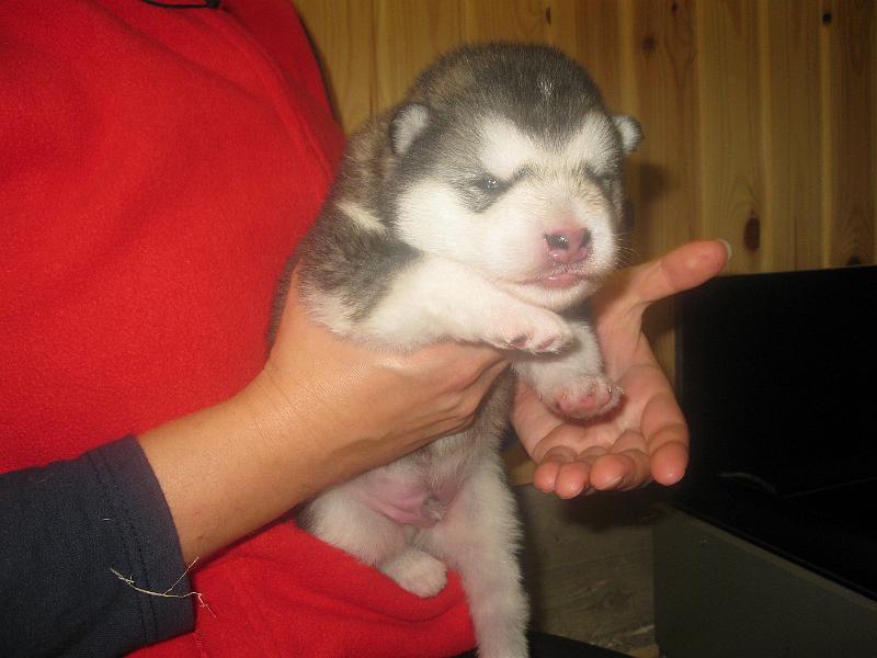 pentu09016.jpg