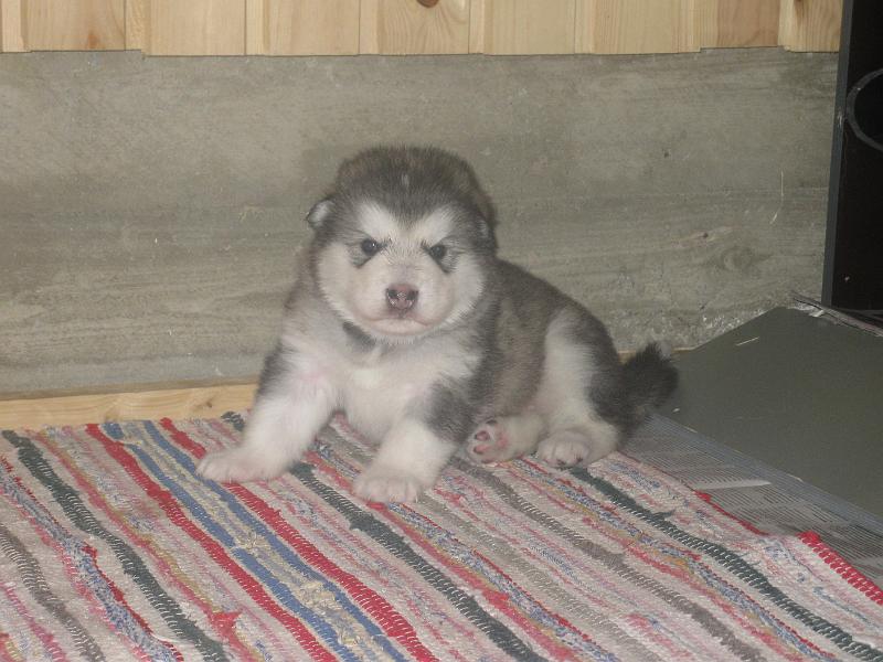 pentu209025.jpg - 2 vk / 2 weeks