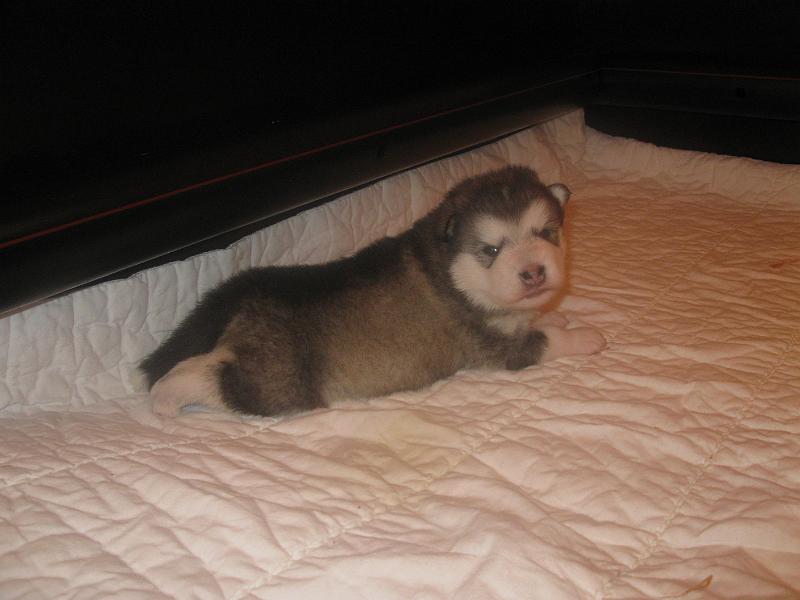 pentu2vk09001.jpg - 2 vkoa / 2 weeks